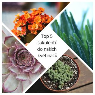 Přinesl ti někdo na Vánoce náš květináč a ty se rozhoduješ, co do něj? Máme pro tebe pár tipů v našem článku, který najdeš...