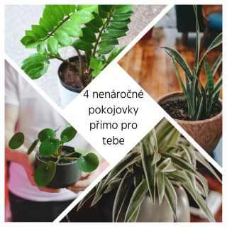Hledáš novou pokojovku, ale nemůžeš se jí moc věnovat? 🤫 Mrkni na náš článek, kde ti pár takových rostlin představíme a...